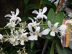 391 Longwood Gardens [2008 August 23]